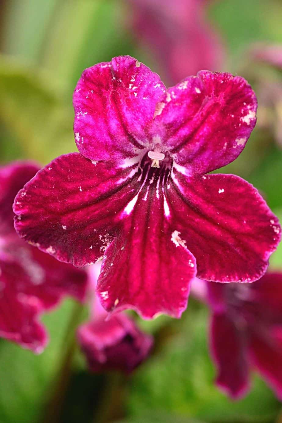 Another gorgeous plant you can grow by your northeast-facing window is the Streptocarpus