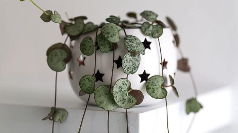 The String of Hearts offers a striking appearance when you grow it in a succulent hanging planter