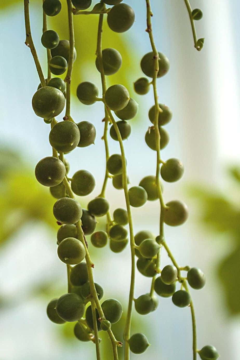 String of Pearls, with its long spherical and draped stems, is a great way of beautifying your southeast-facing window