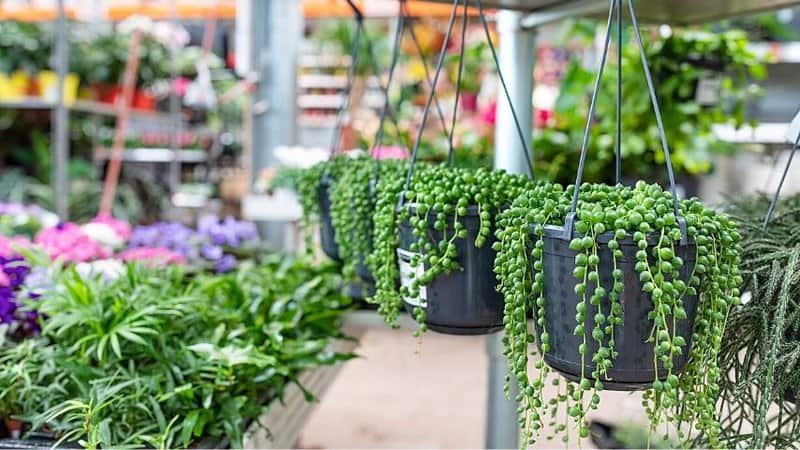 String of Pearls, with its unique appearance, is another great addition to your apartment-grown plants