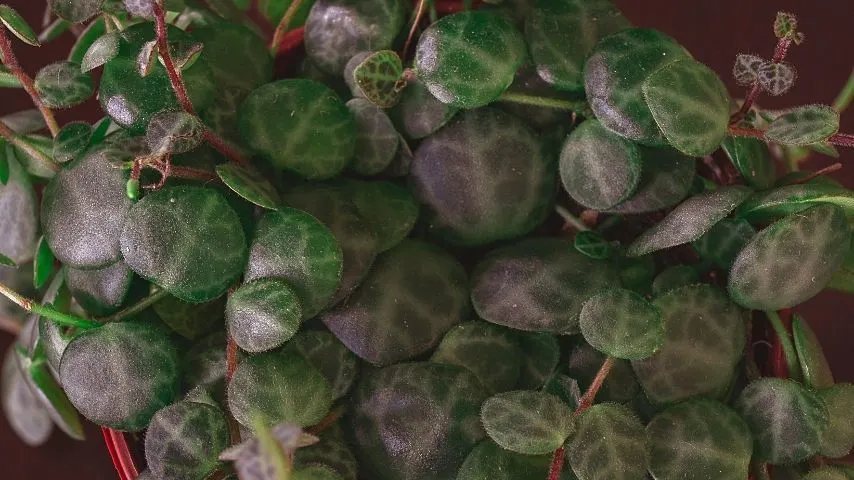 The String of Turtles, aka Jade Necklace, is a semi-succulent that grows well inside a terrarium
