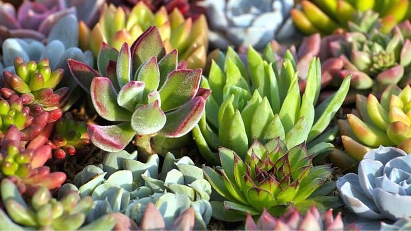 Succulents are great plants to grow in an apartment as they are compact in size