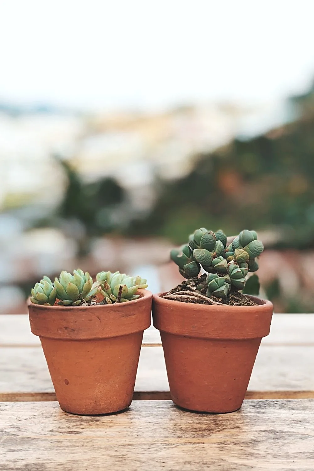 Succulents, known for their low-maintenance nature, is a great way to spruce up your north-facing balcony