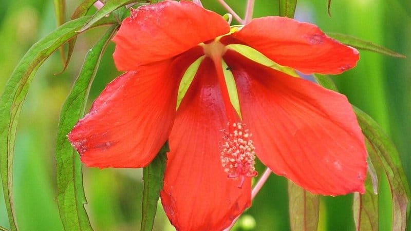 The Swamp Mallow (Hibiscus coccineus) is another gorgeous plant you can grow in your garden in Florida