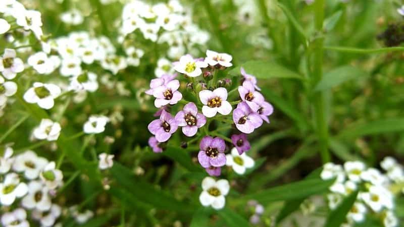 Sweet Alyssum is another great plant to grow in shaded porches as they're sweet-smelling