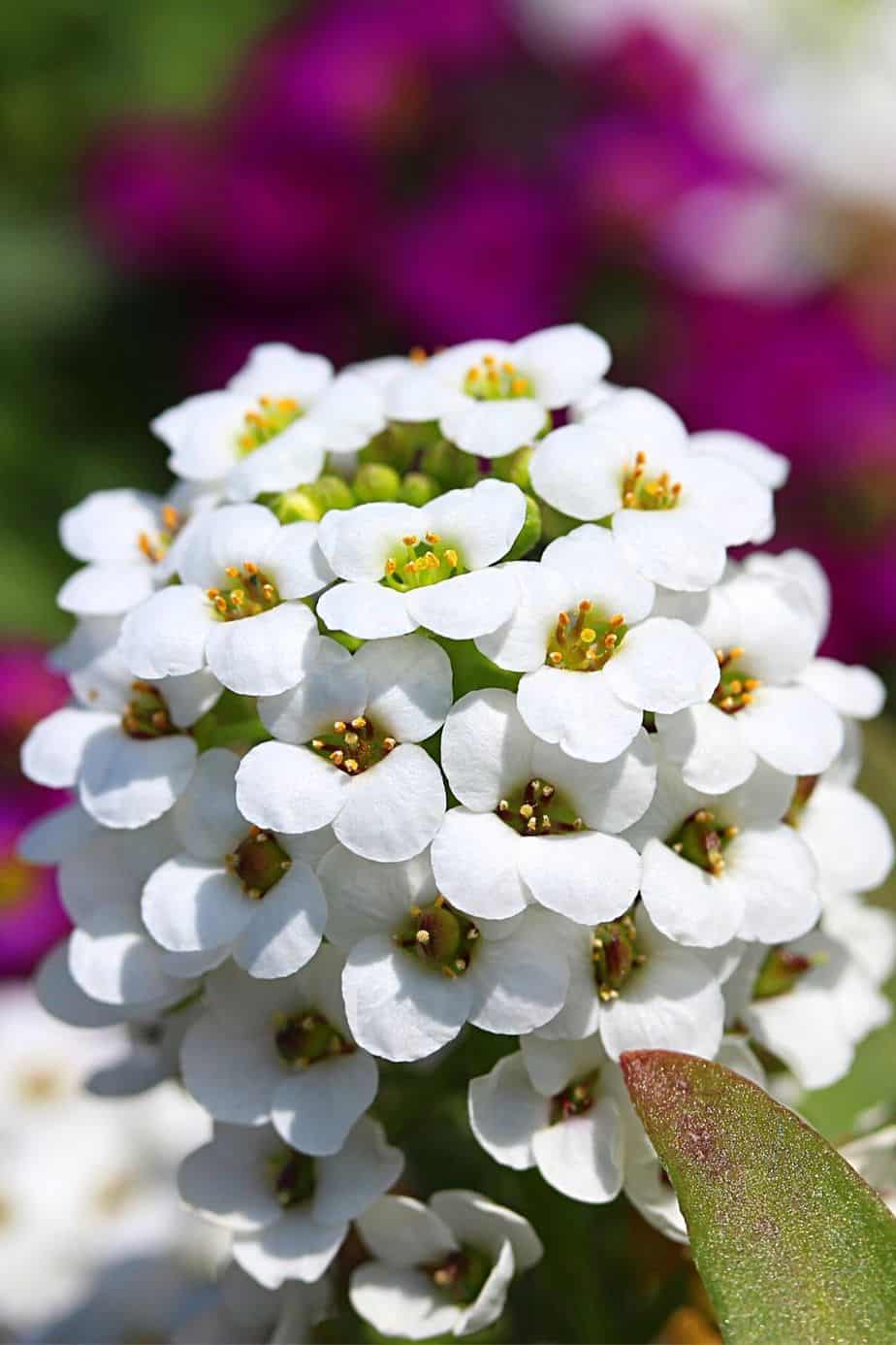 Sweet Alyssum is a great-smelling plant to grow on your southwest facing garden