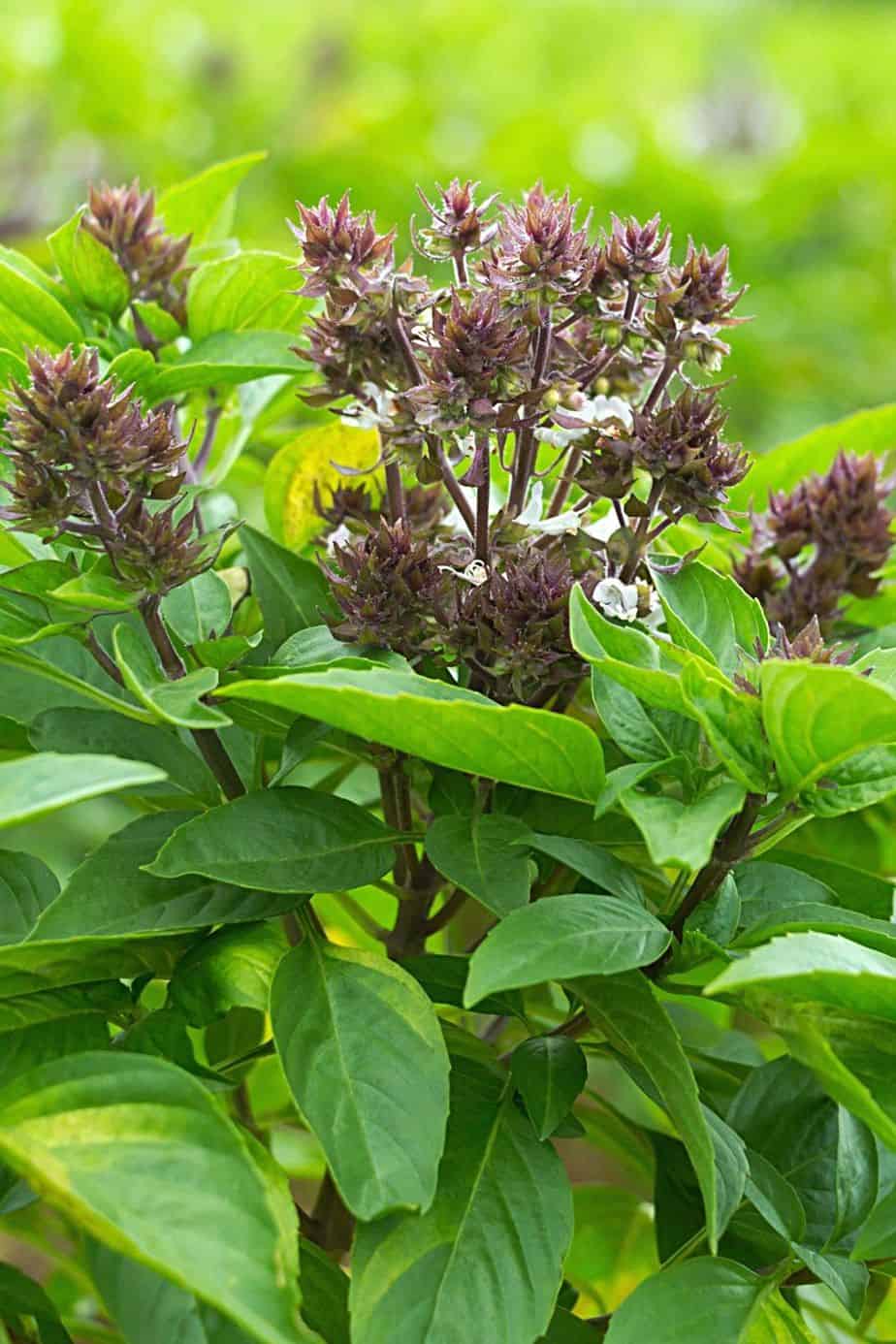 Sweet Basil is a great herb to grow by your southeast-facing window
