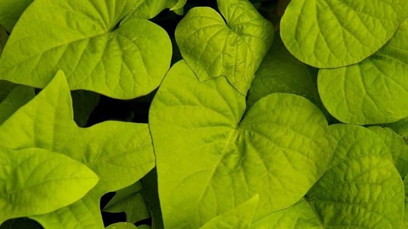 Sweet Potato Vine is a great choice of a plant to grow in window boxes if you don't want blooms