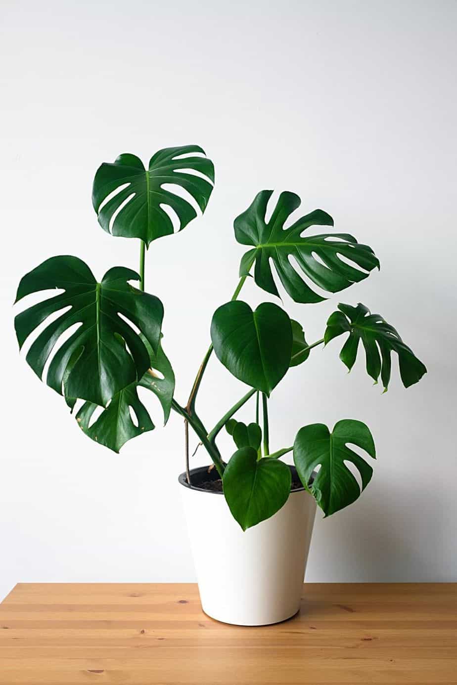 Swiss Cheese Plant has an easy-to-care-for schedule that helps when you place it by your northwest-facing window