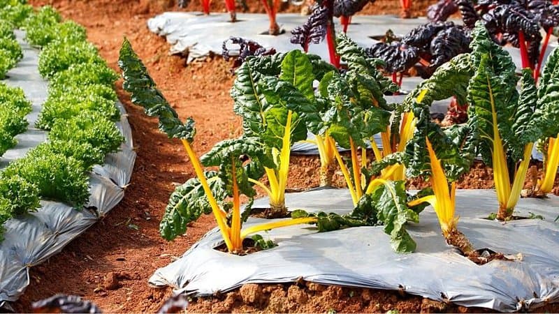 Swiss chard is an antioxidant-rich vegetable you can grow in spring