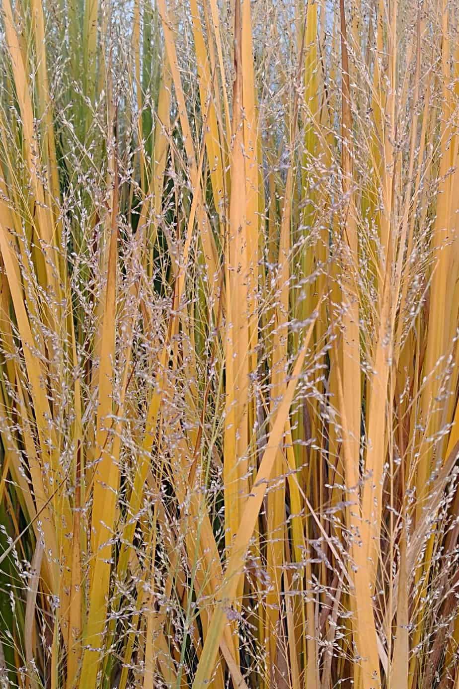 Switchgrass, though being a grass, is another plant you can grow for privacy