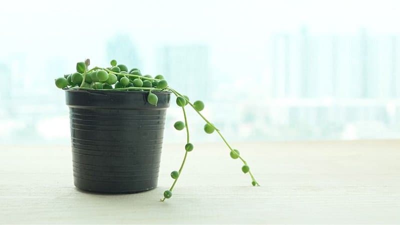 The String of Pearls is one of the best succulents to grow in hanging plant containers