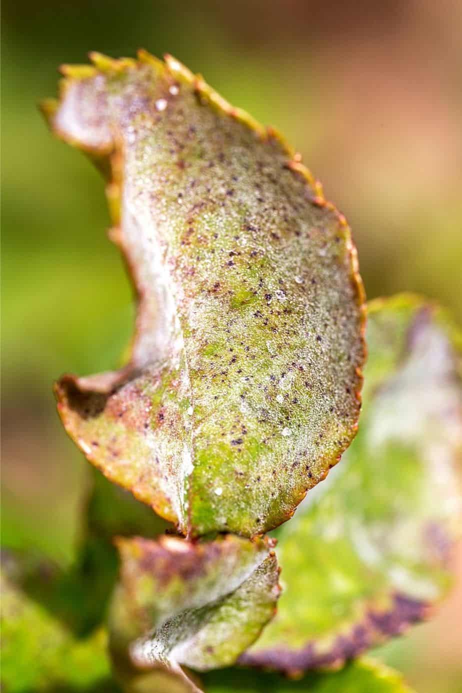 The leaves of a plant infected with powdery mildew gradually turn yellow before it dies