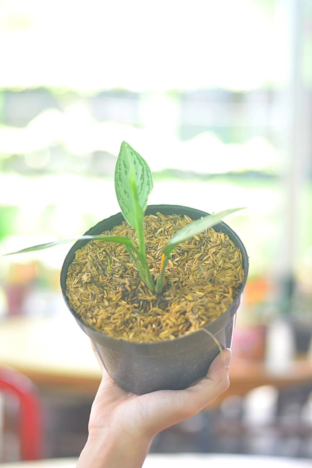 The mutation process for the Philodendron Birkin starts from its growing tip