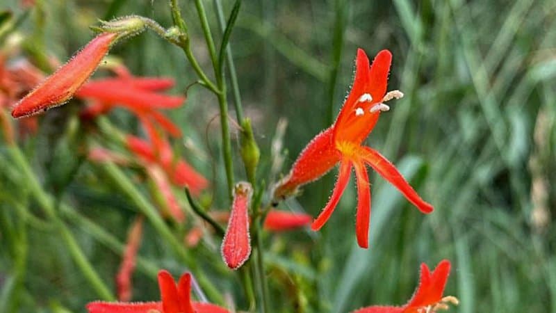 The vivid orange blooms of the Pineleaf Penstemon is a great way to attract hummingbirds to your southwest facing garden