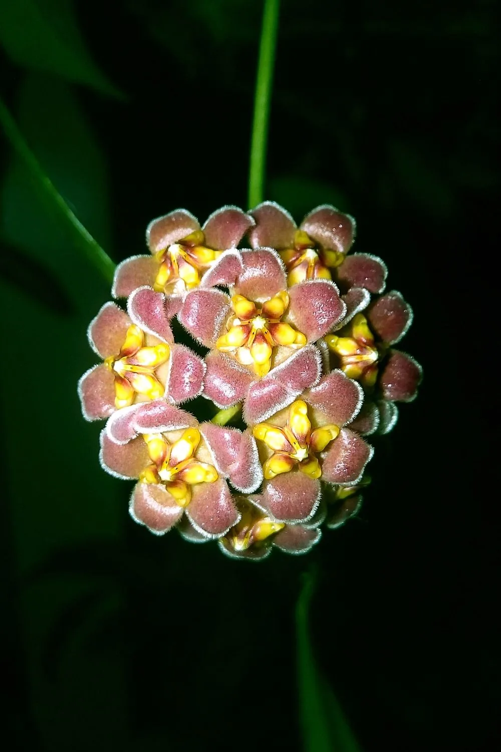 There are a few Hoya species that can survive in low light, but they'll never reach optimum growth