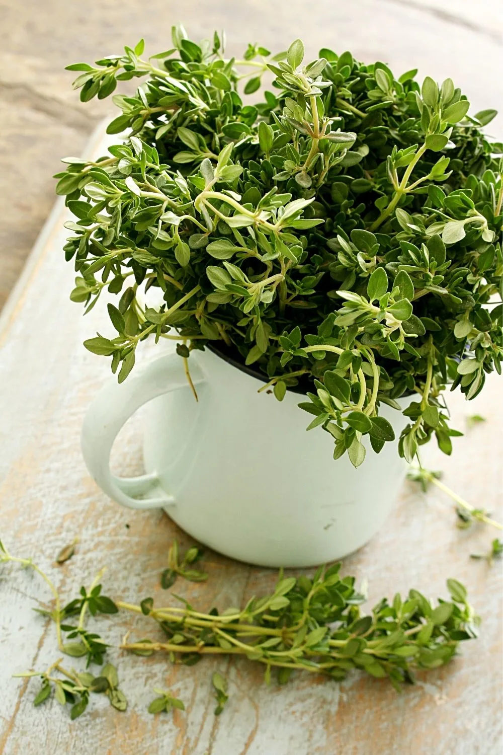Thyme grows a clover flower that is both sweet and spicy that is a great addition to your southwest facing garden