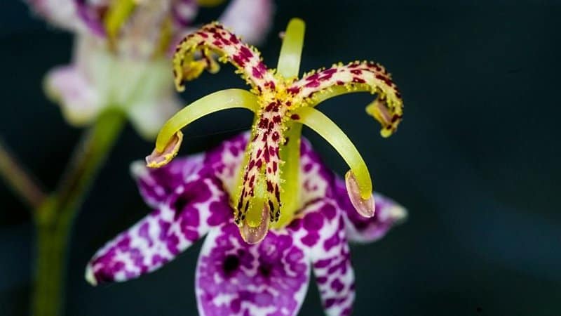 Toad Lilies can be planted either in your backyard or on a shaded porch