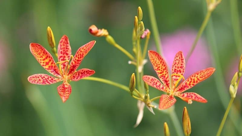 Toad Lily is another colorful plant that can add a splash of color to your shaded porch