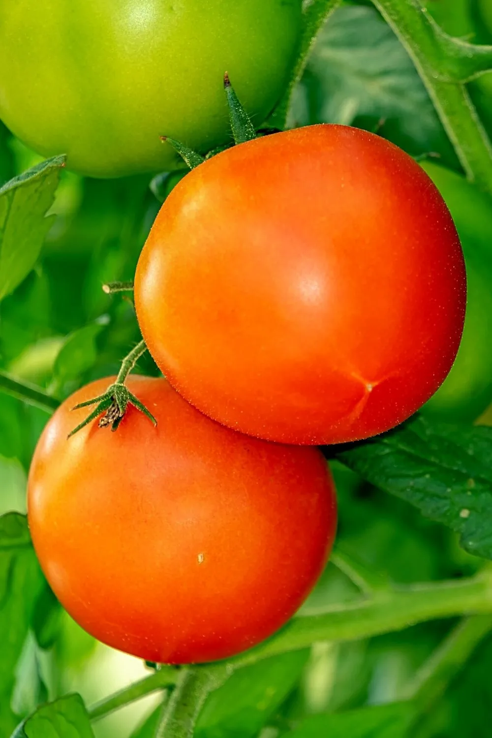 Tomatoes are great edible plants to add to your growing edible plant collection in your south-facing balcony