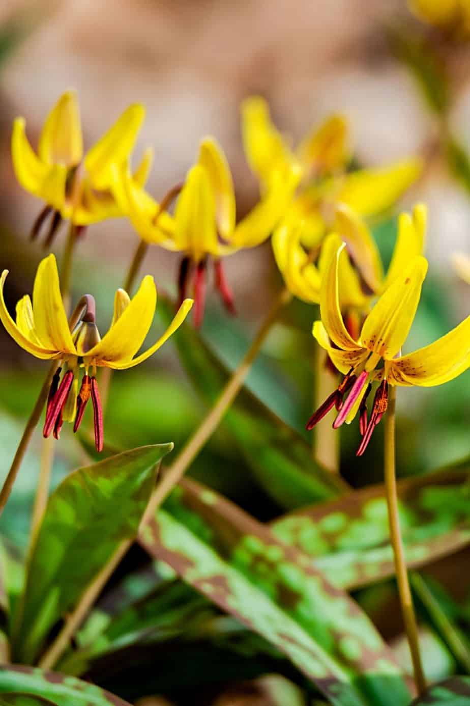 Trout Lily grows bright, yellow flowers that can add color to your north-facing balcony