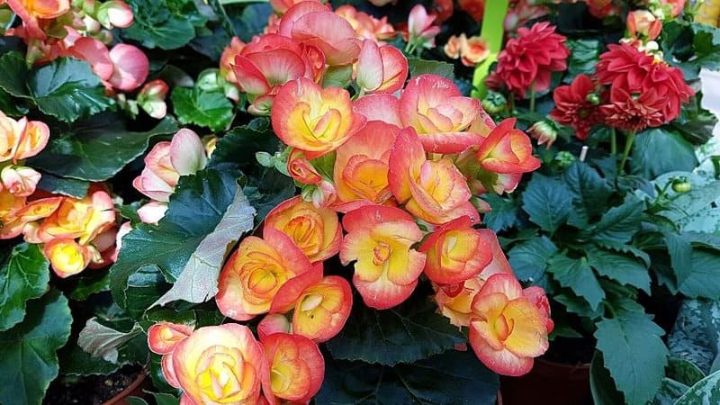 Tuberous Begonia is one of the large tropical plants with the ability to thrive in a shaded porch