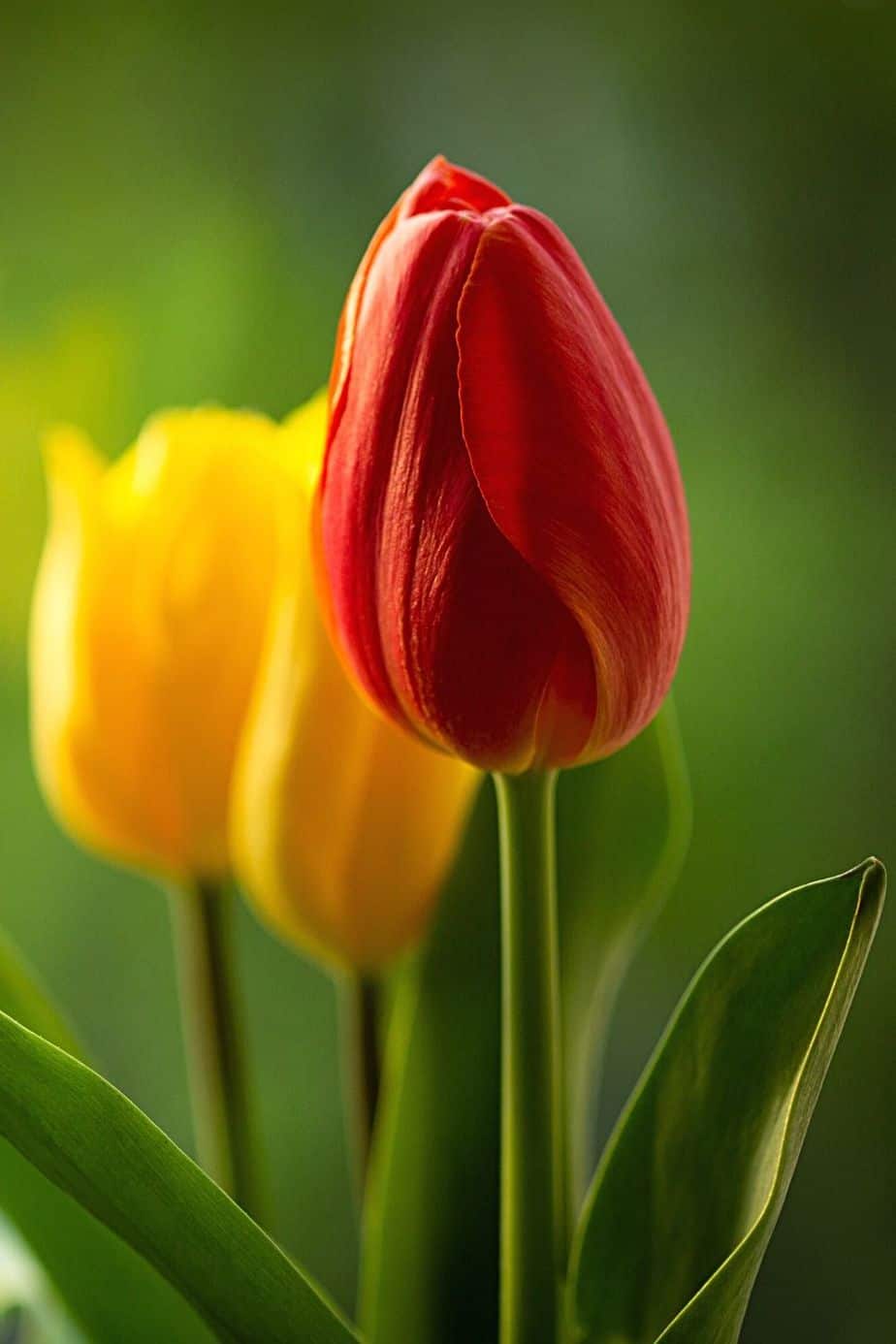Tulips are another colorful plants you can grow in your northwest facing garden