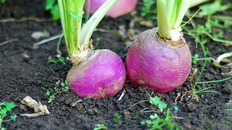 Turnip ideally grows when you plant it in spring