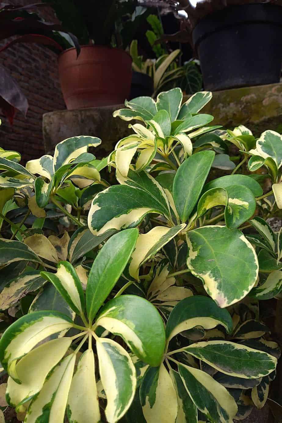Umbrella Tree, with its long, oval leaves, is another beautiful plant to grace your northwest-facing window
