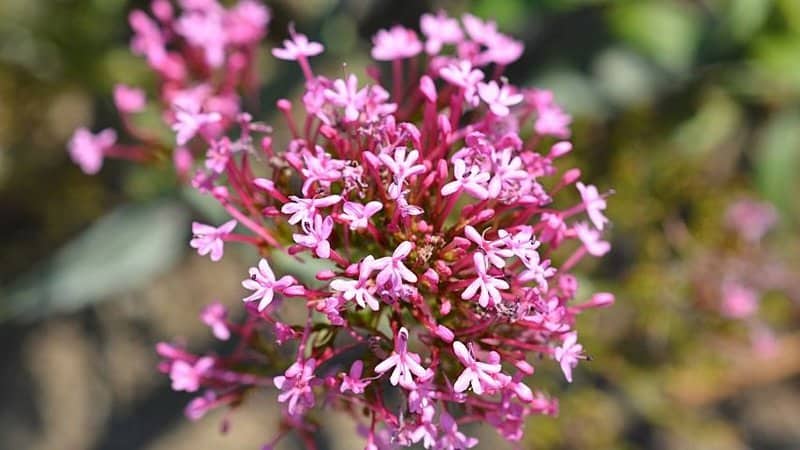 Valerian is one of the major producers of sweet nectar for pollinators like bees