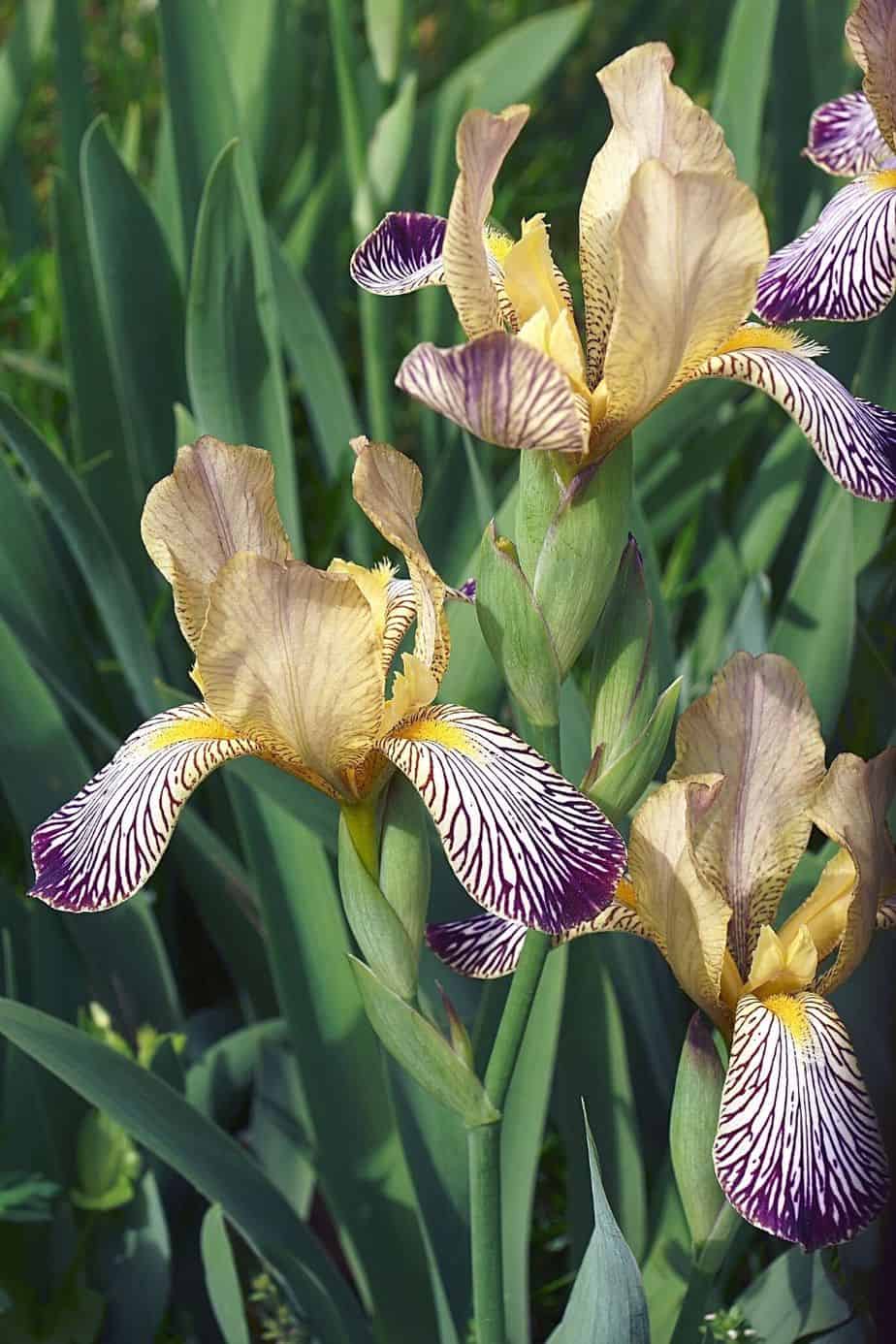 Variegated Sweet Iris is a shade-tolerant plant. hence, can thrive in the east-facing side of the house