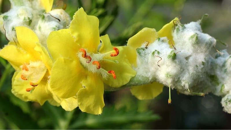Verbascum is another primary feeding spot for bees