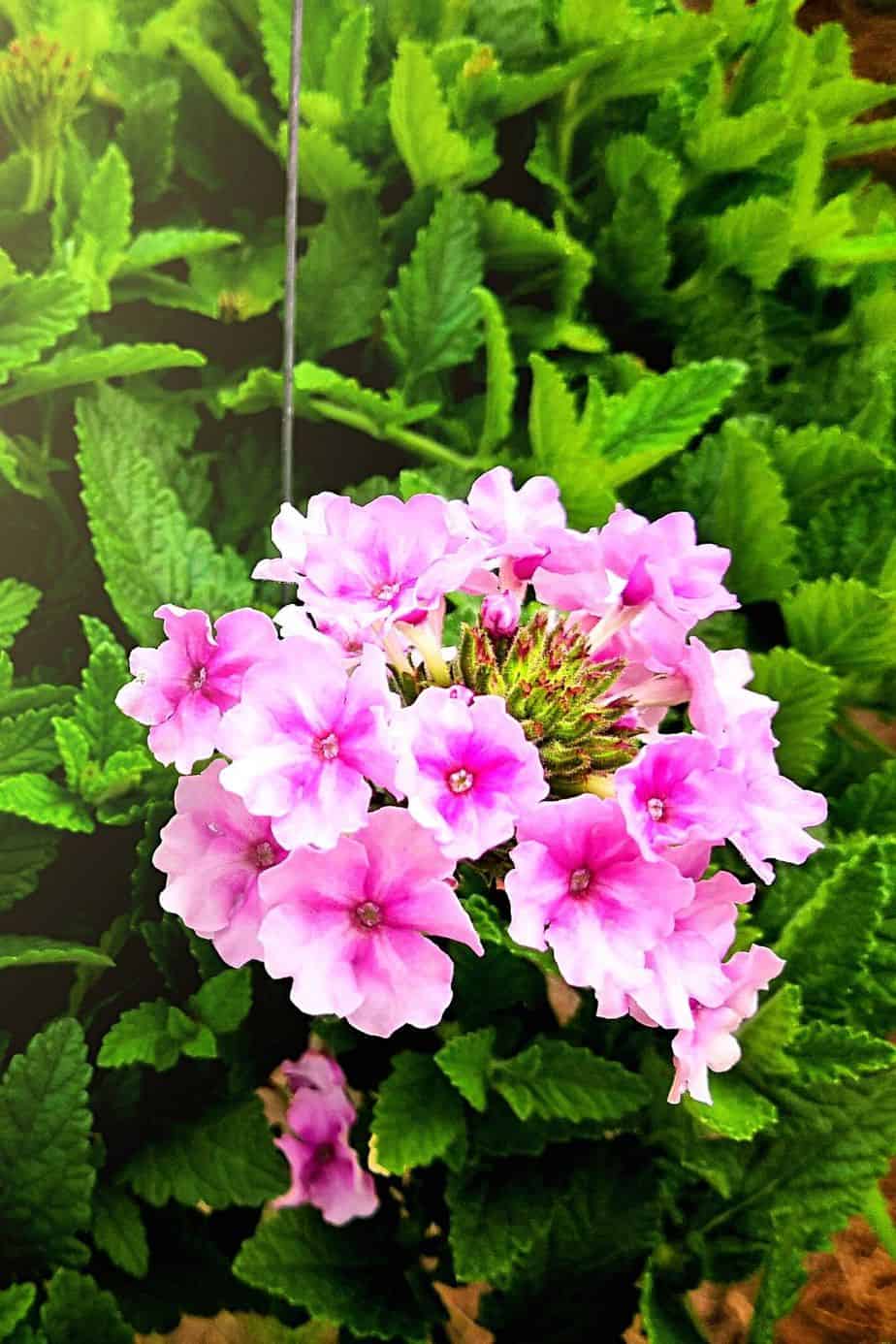 Verbena is another beautiful plant to grow on a west-facing balcony 