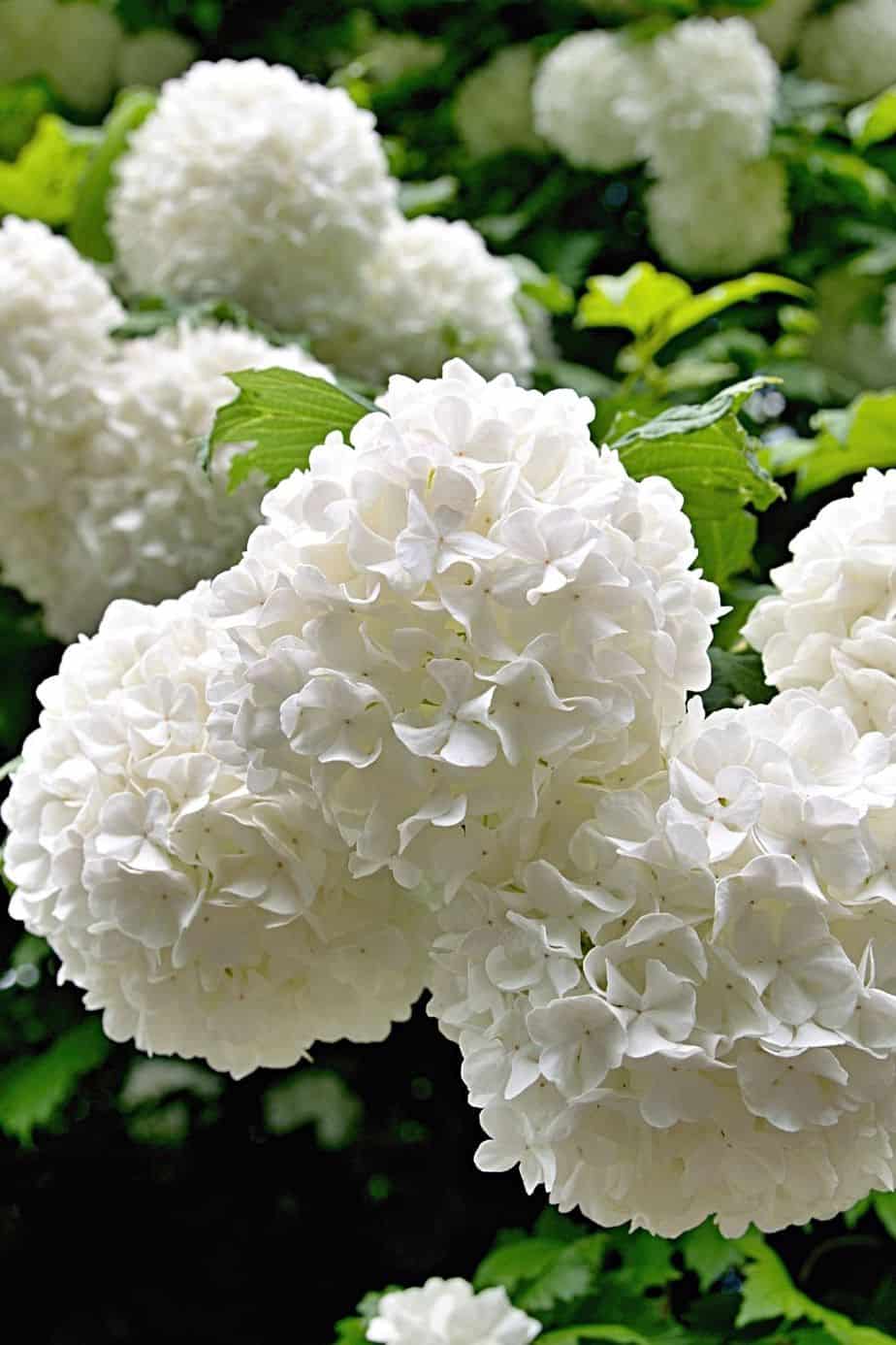 Viburnum, though they're more commonly grown in pots and placed in porches, is another great plant to grow for privacy