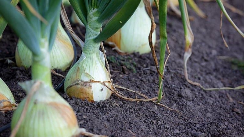 Vidalia Onions, grown only in Georgia, acquire their unique taste when you plant them in spring