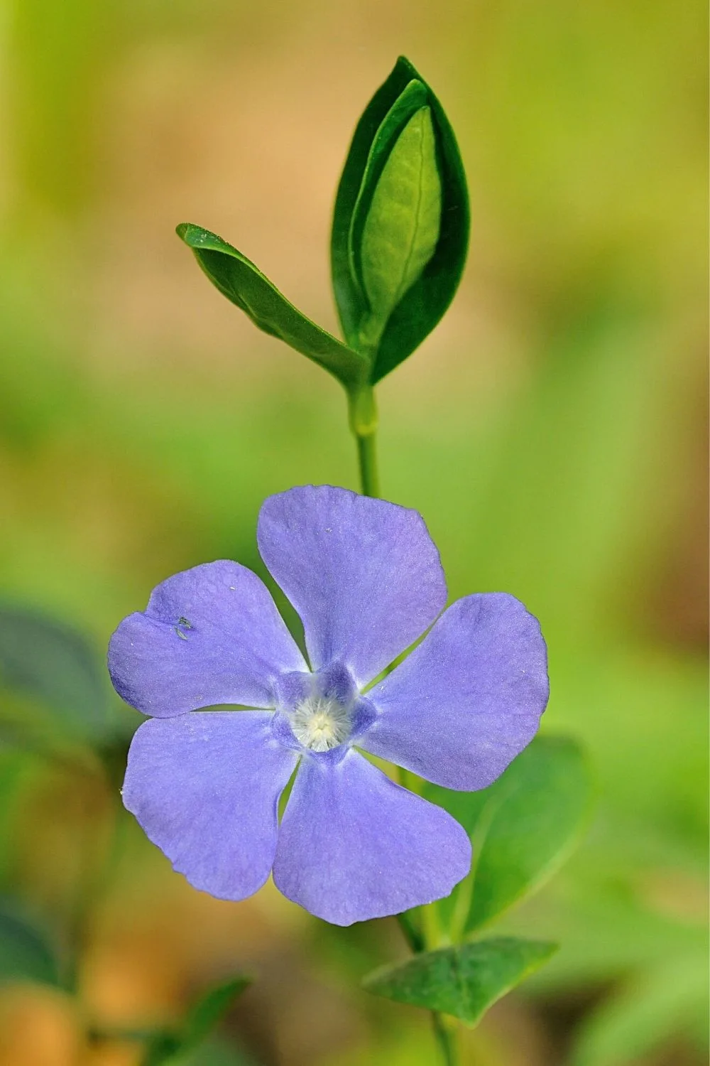 Vinca Minor is a low-maintenance plant you can grow in the north-facing side of the house