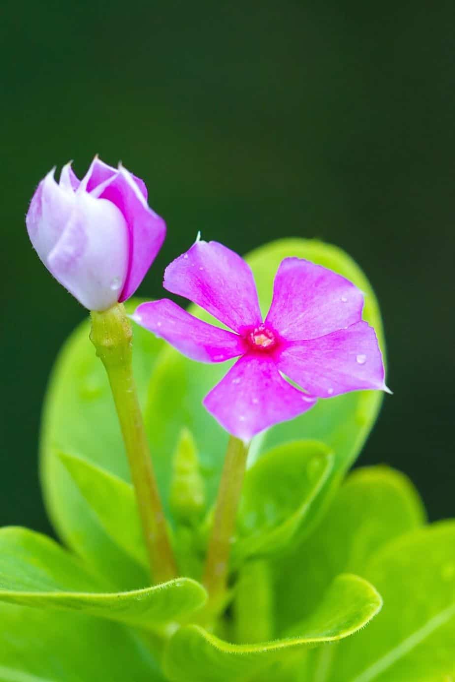 Vinca, aka Periwinkle, is a low-maintenance plant that you can grow in your west-facing balcony