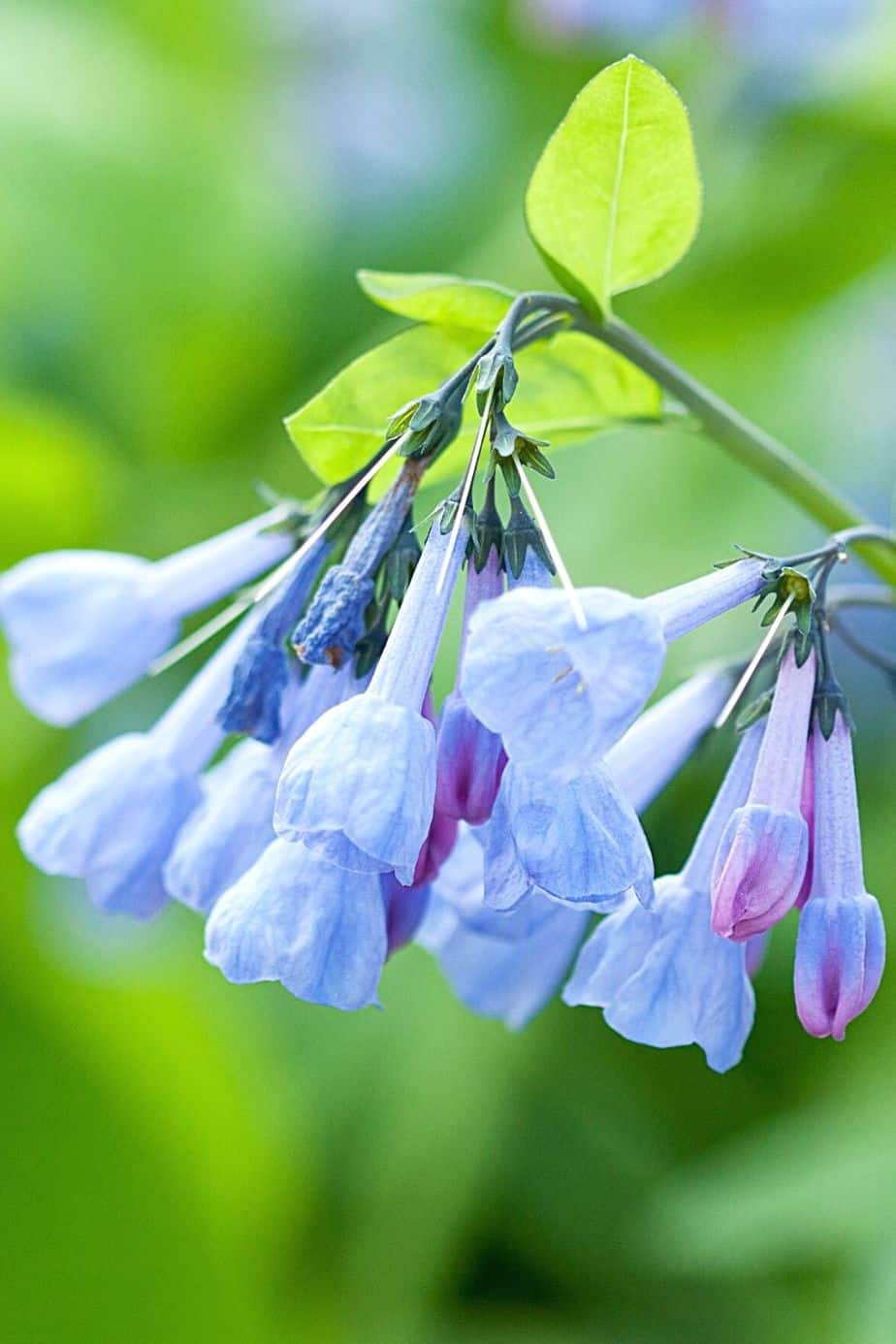 Virginia Bluebells attracts bees and butterflies when planted on the east-facing side of the house