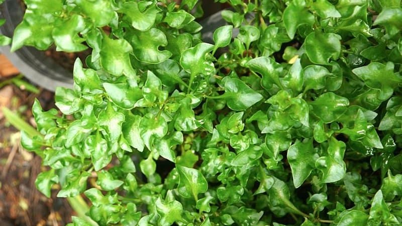 Watercress thrives in a hydroponics system as you can easily control the temperatures in it