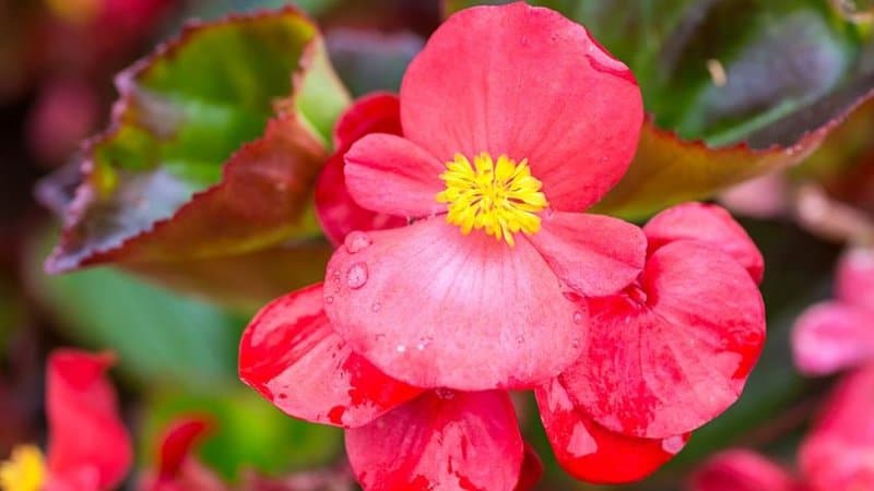 Wax Begonia is another stylish plant you can grow in your shaded porch