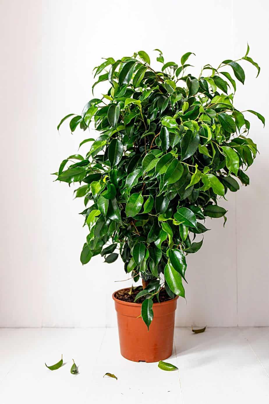 Weeping Fig is another beautiful plant that you can place by your northwest-facing window