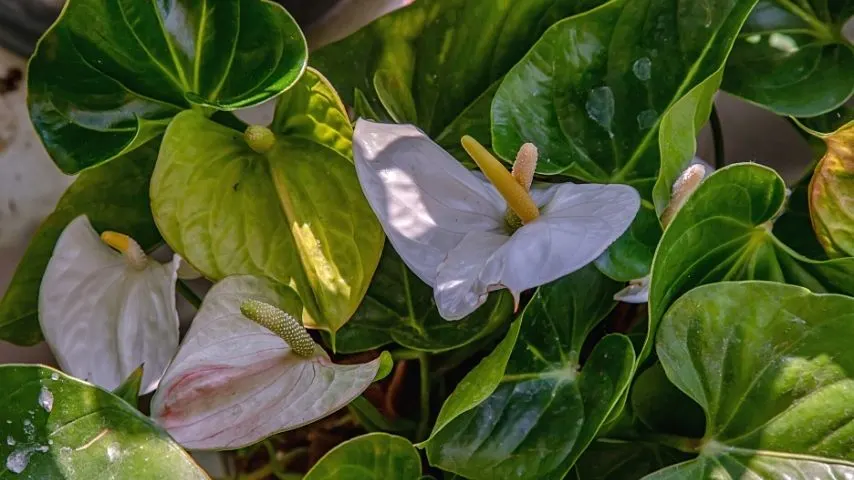What Causes Anthurium Leaves to Turn Yellow