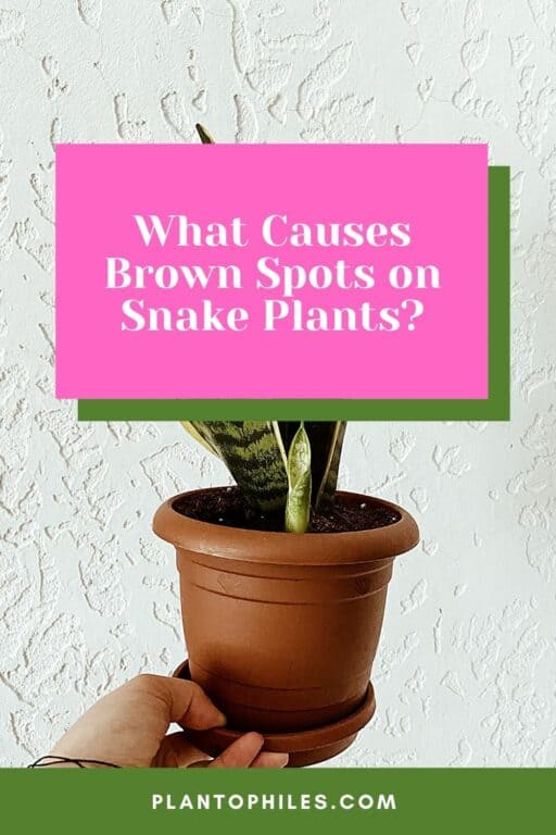 What Causes Brown Spots on Snake Plants? — 6 Main Reasons