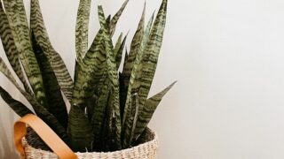 What Causes Brown Spots on Snake Plants?