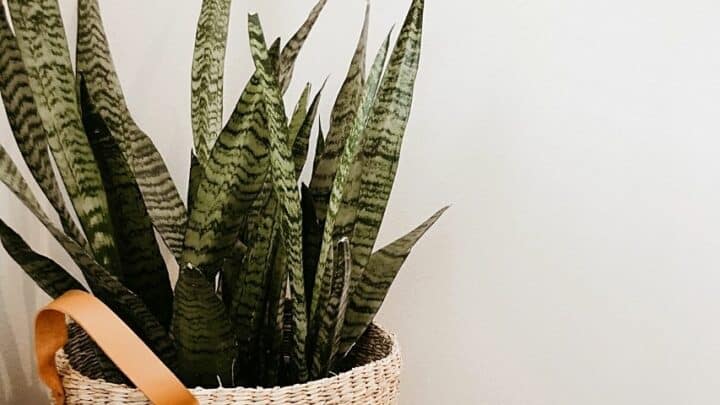 What Causes Brown Spots on Snake Plants? 6 Curious Reasons