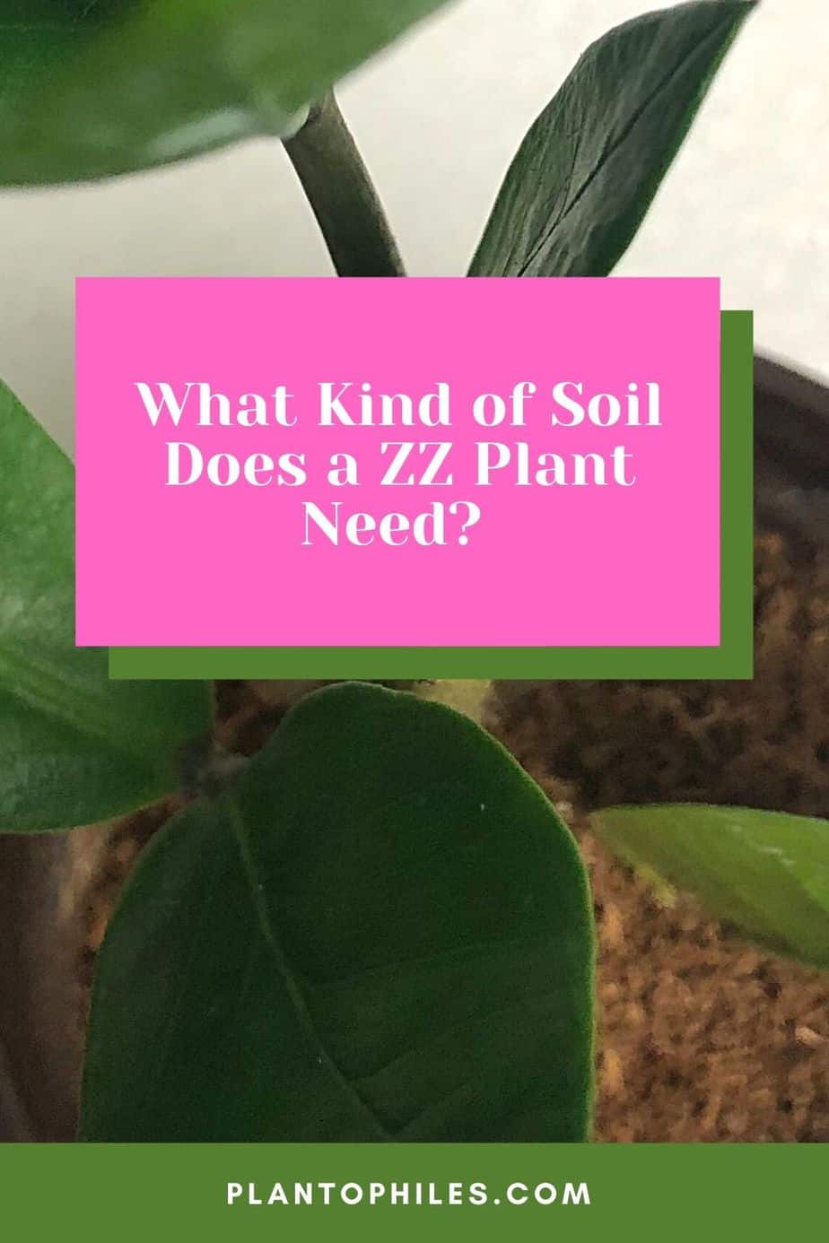 What Kind of Soil Does a ZZ Plant Need?