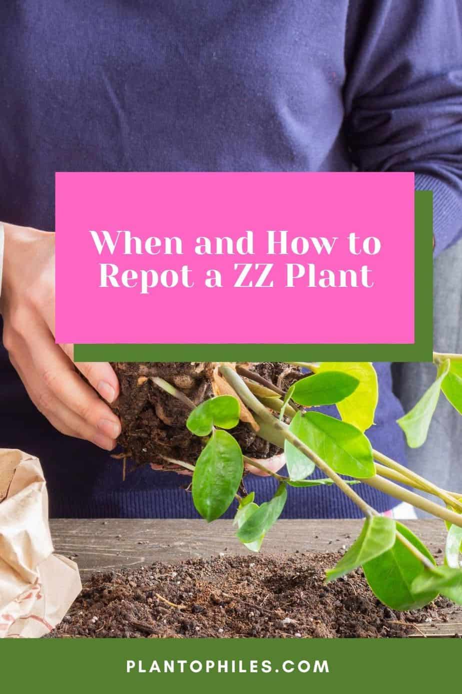 When and How to Repot a ZZ Plant