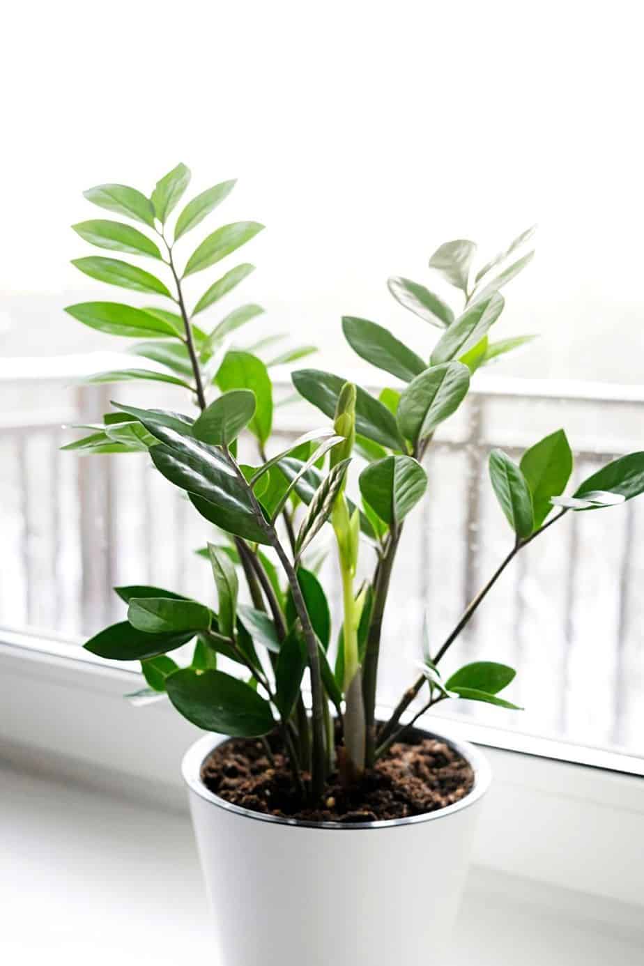 When you place your ZZ plant in an area receiving bright lighting, its leaves will start to burn and drop off