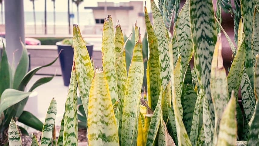 When your snake plant's underwatered, its leaves will start to yellow before developing brown spots