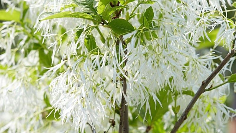 The White Fringetree (Chionanthus virginicus) grows glossy white flowers and can thrive in your garden in Florida